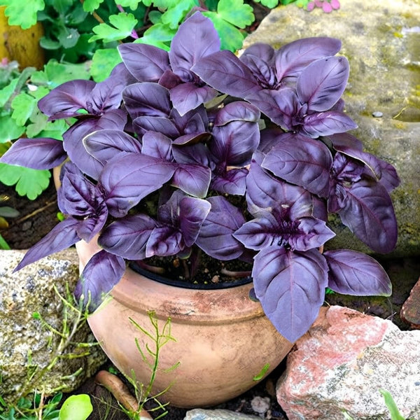 Purple Basil Live Plant, Fragrant Herb, 2-3 Inch Tall