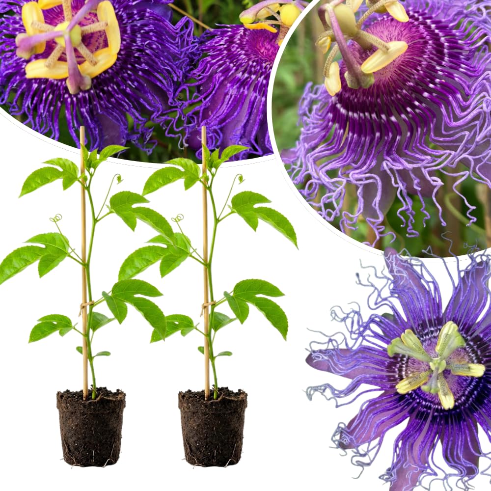 2 Purple Passion Flower Live Plants, Home Garden Plant, 4-7 Inch Tall