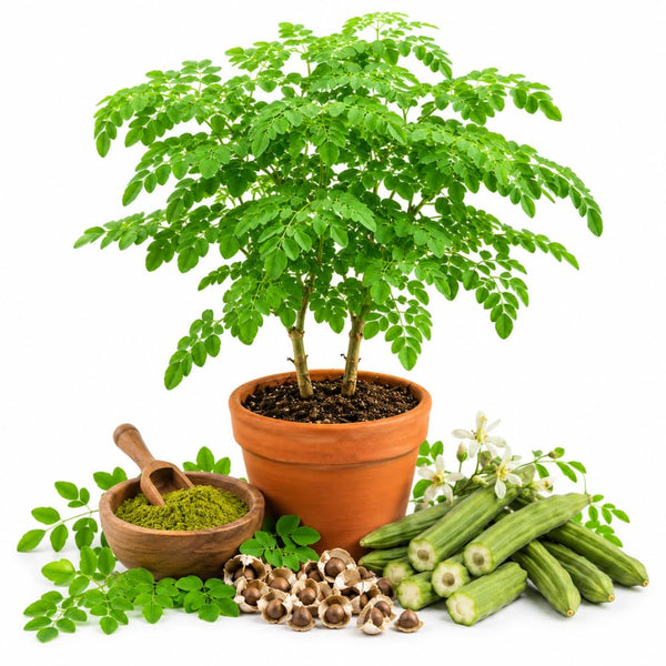 Moringa Oleifera Live Plant, Outdoor Garden Herb Tree, 4-6 Inch Tall