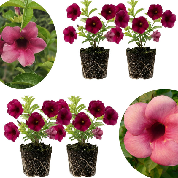 4 Cherries Allamanda Live Plants, Trellis Blooming Vine, 4-7 Inch Tall