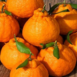 1.5 Years Old Seedless Golden Mandarin Orange Tree Live Plant, 1-2 Ft Tall