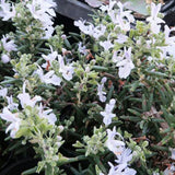 Pack 3 Blue Rosemary Plants, Rosemary Herb Shrubs Plant for Cooking