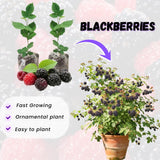 2 Arapaho Thornless Blackberries Plant Live, Sweet Fruit, 4-7 Inch Tall