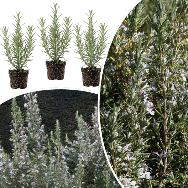 Pack 3 Blue Rosemary Plants, Rosemary Herb Shrubs Plant for Cooking
