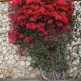 2 Red Bougainvillea Live Plants, Container Vine Plant, 4-7 Inch Tall