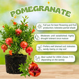 Sweet Pomegranate Tree, Hardy Garden Plant, 4-6 Inch Tall