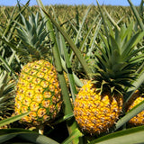 2 Elite Gold Pineapple Plants Live, Garden Plant, 4-7 Inch Tall