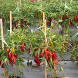 100 Red + Thai Chili Pepper Seeds to Plant, Home Garden Plant