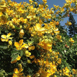 Set 2 Yellow Christmas Winter Cassia Plants Live, 4-8 Inch Tall