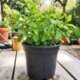 3 Peppermint Plants Live, Peppermint Herb Live Plant, 4-7 Inch Tall