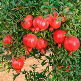 Pomegranate Live Plant, Backyard Orchard Tree, 8-10 Inch Tall, 4 Inch Pot