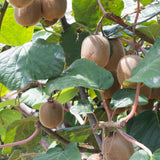 2 Hardy Kiwi Plants Live, Trellis Fruit Vine Plant, 4-6 Inch Tall
