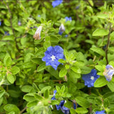 2 Blue Evolvulus Live Plants, Garden Plant, 4-6 Inch Tall