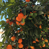 Live Red Navel Orange Citrus Fruit Tree, 1 Gallon Pot, 24–30 Inch Tall