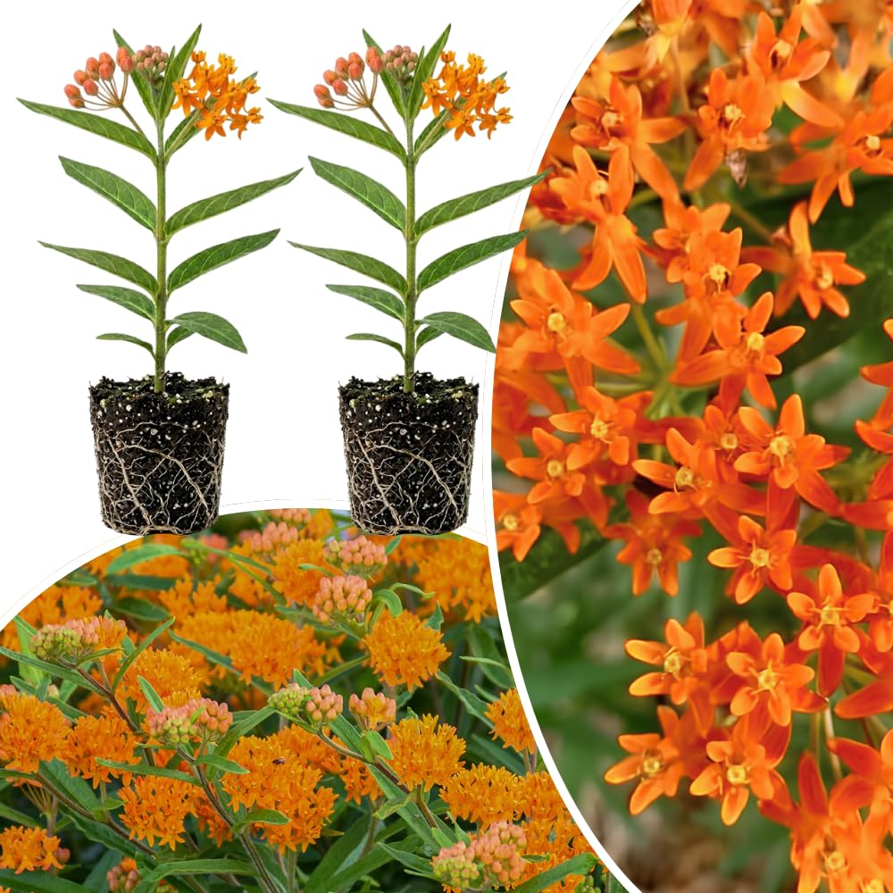 2 Orange Milkweed Plants Live, Patio Container Plant, 4-6 Inch Tall
