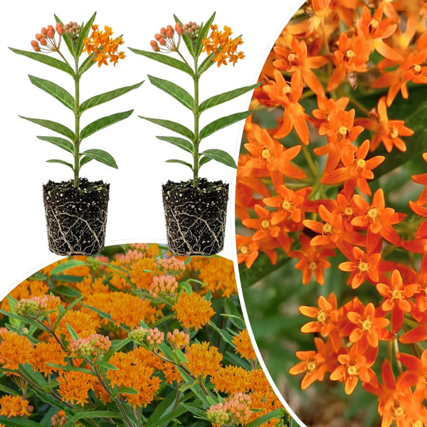 2 Orange Milkweed Plants Live, Patio Container Plant, 4-6 Inch Tall