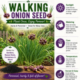 100 Egyptian Walking Onion Seeds, Heirloom Onion Seeds