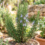 3 Blue Rosemary Plants Live, Rosemary Herb Plant, 4-7 Inch Tall