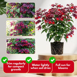 2 Red Bleeding Heart Live Plants, Clerodendrum Flower Vine, 4-6 Inch Tall