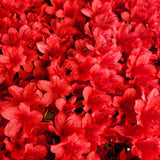 Red Azalea Plant Live in Pot - 6-10 Inch Tall Azalea Shrub