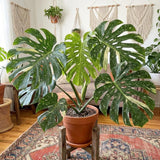 2 Monstera Plants Live, Thai Constellation Monstera Plant, 4-6 Inch Tall
