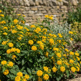 2 Gold Live Lantana Plants, Outdoor Garden Plant, 4-7 Inch Tall
