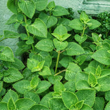 3 Cuban Live Plants, Indoor Outdoor Plant, 4-5 Inch Tall