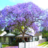 Purple Blue Jacaranda Tree Plant Live, 4-7 Inch Tall, 4 Inch Pot