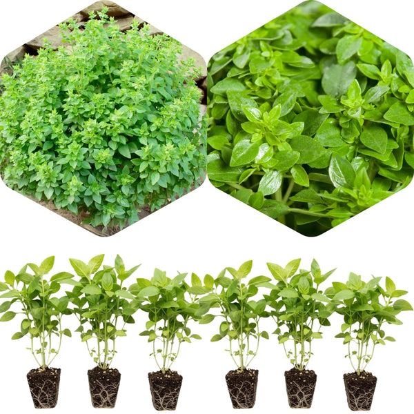 6 Greek Basil Live Plants, Ready to Grow Plant, 3-5 Inch Tall