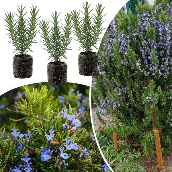 3 Live Rosemary Herb Plants 4-6" Tall
