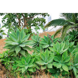 Attenuata Agave Live Plant, Pointed Leaf Succulent, 4-6 Inch Tall