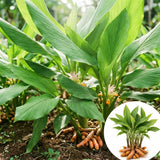 8 Turmeric Roots for Planting, Live Rhizomes Turmeric Curcuma Longa