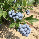 2 Biloxi Blueberry Bush Plant Live, Fruit Tree Seedling, 4-6 Inch Tall