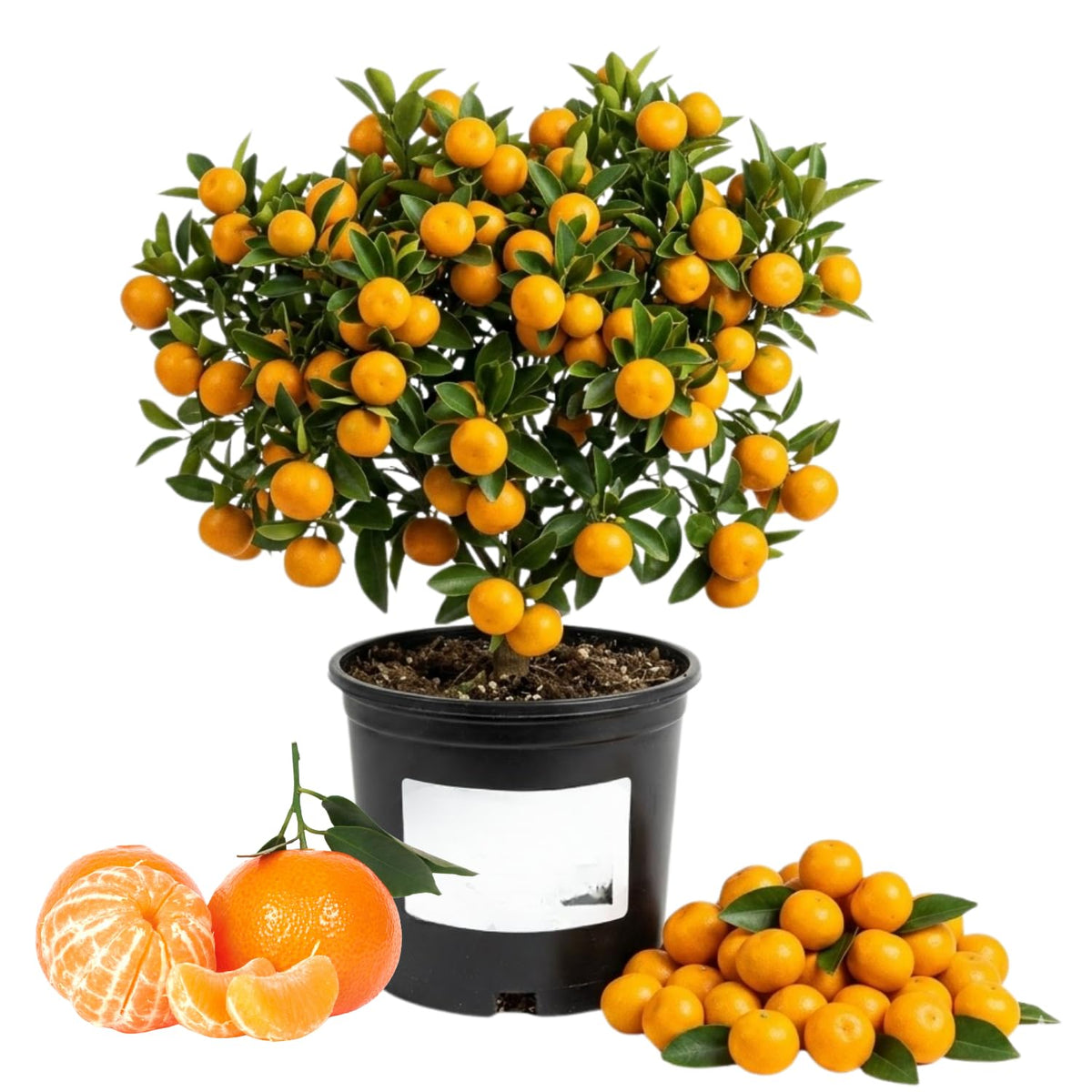 Orange Mandarin Live Tree, Hardy Garden Plant, 1 Gallon Pot