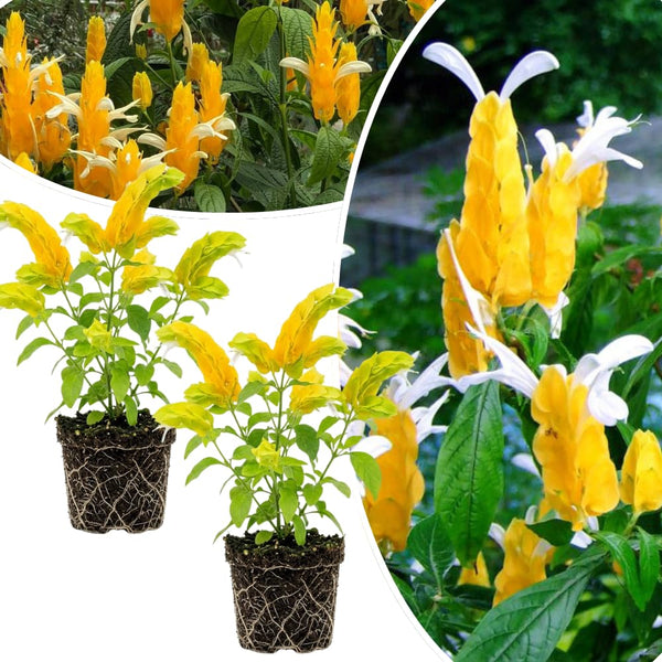 2 Yellow Shrimp Plants Live, Indoor Outdoor Plant, 4-7 Inch Tall