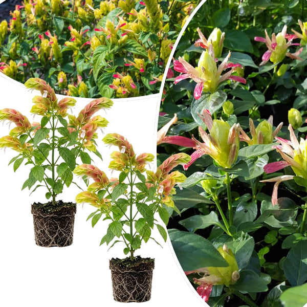 2 Variegated Live Shrimp Plants, Home Garden Plant, 4-7 Inch Tall
