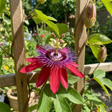 2 Red Passion Flower Plants, Passiflora Flower Plant, 4-6 Inch Tall