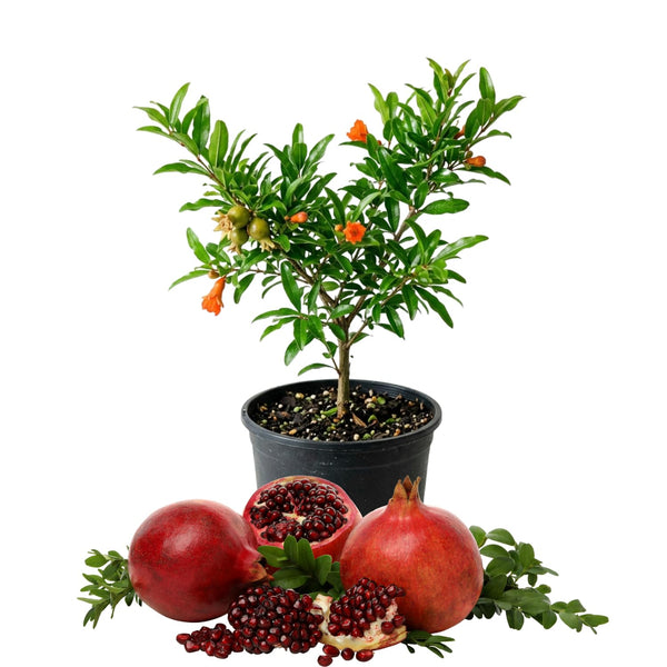 Live Pomegranate Tree Plant, Pomegranates Fruit, 8-10 Inch Tall, 4 Inch Pot