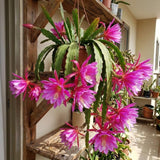 2 Pink Epiphyllum Orchid Cactus Live Plants, Well-Rooted Orchid Cactus
