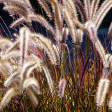 3 Red Fountain Grass Live Plants, Patio Container Plant, 4-6 Inch Tall
