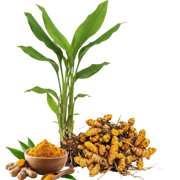 10 Yellow Turmeric Live Roots, Outdoor Garden Plant