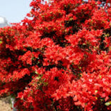 Red Azalea Flower Plant, 5-10" Height