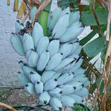 Ice Cream Banana Tree Live Plant, Home Garden Plant, 4-6 Inch Tall