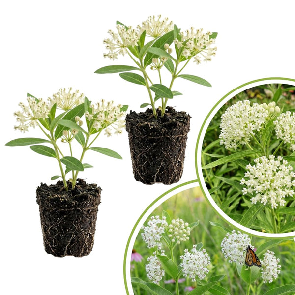 2 White Milkweed Live Plants, Asclepias Tuberosa, 4-6 Inch Tall