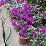 2 Purple Bougainvillea Plants Live, Patio Container Plant, 5-7 Inch Tall