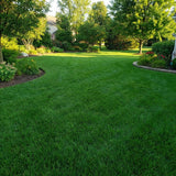 10000 Zoysia Grass Seeds for Lawn, Emerald Zoysia Grass Seed