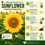 Yellow Sunflower Live Plant, Outdoor Garden Flower Plant, 3-5 Inch Tall