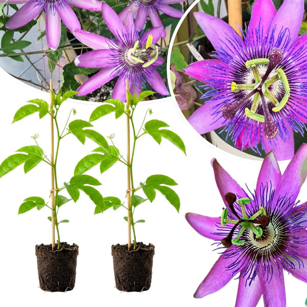 2 Passion Flower Plants Live, Patio Container Plant, 4-7 Inch Tall