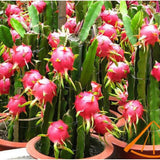 2 Dragon Fruit Plants Live, Fruit Cactus Plant, 3-6 Inch Tall