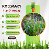 3 Blue Live Rosemary Plants, Live Starter Plant, 4-6 Inch Tall